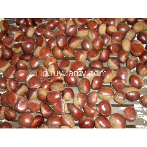 cokelat chestnut super manis